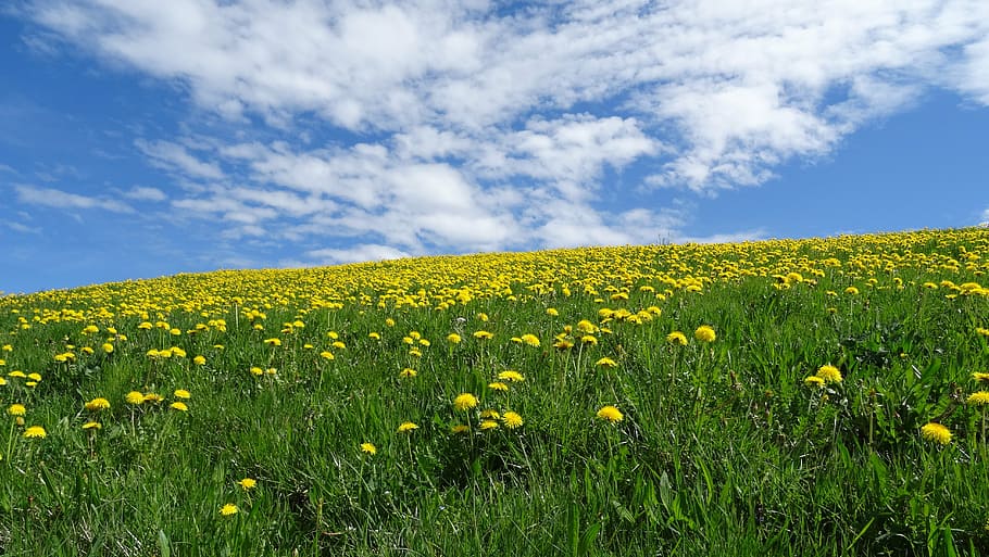 yellow dandelion flower field on hill at daytime, bavaria, allgäu HD wallpaper