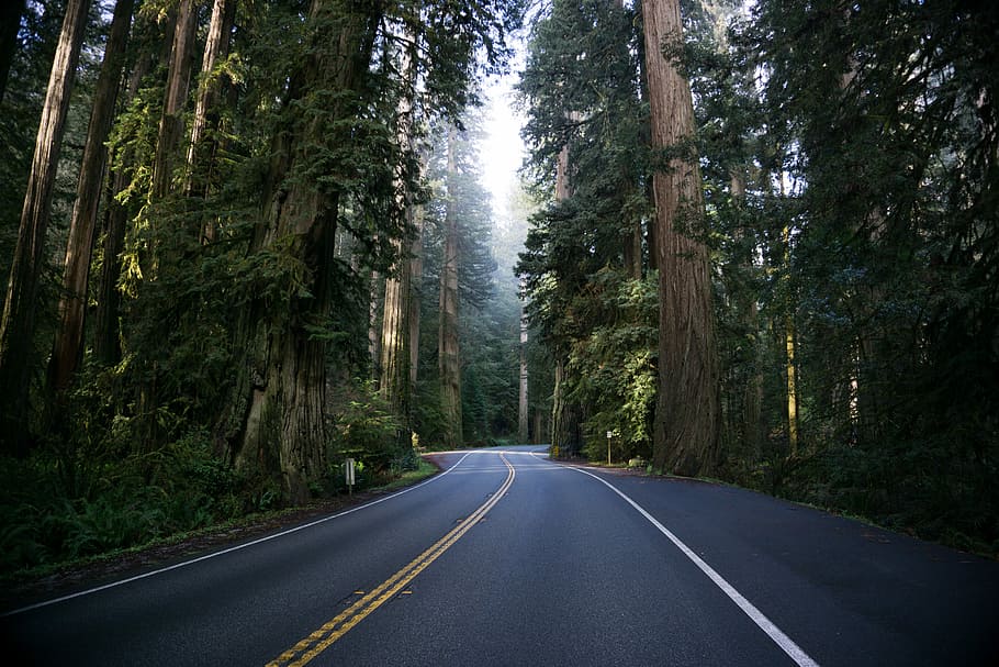 empty road between tall trees, empty asphalt road with trees nearby HD wallpaper