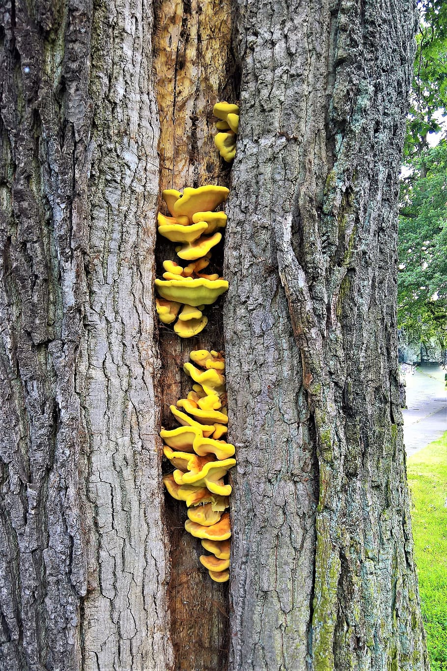 tree, oak, old, log, thick, wound, mushroom, wood fungus, tree fungus HD wallpaper