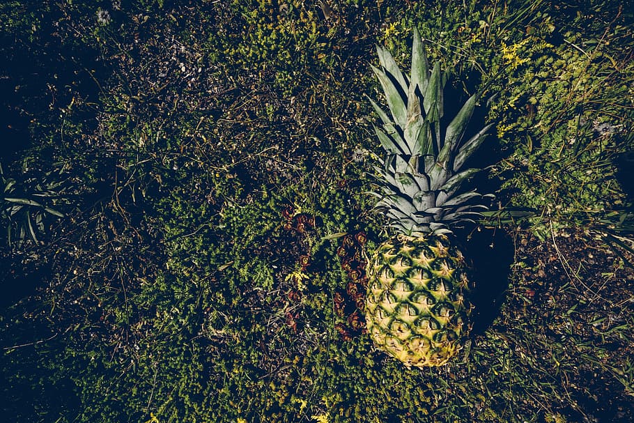 fruit, golden, looking down, pineapple, plants, summer, summer vibes HD wallpaper