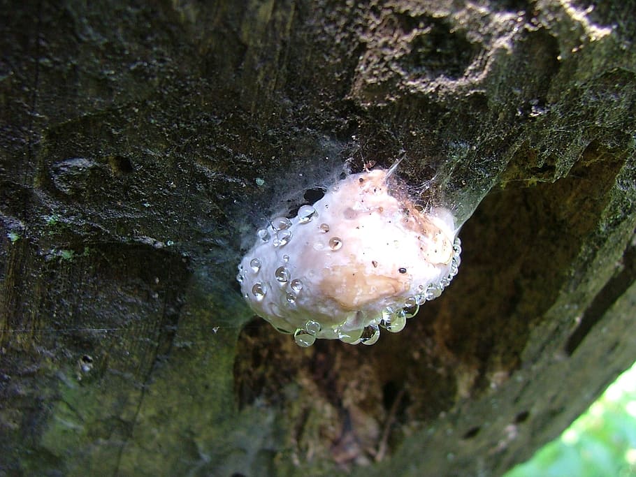 mushroom, spunk, steamy, hernád breakthrough, slovenski raj HD wallpaper