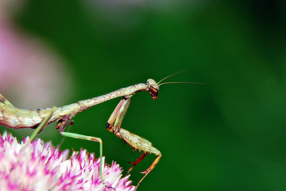 Praying Mantis, Insect, Bug, Nature, wildlife, animal, green HD wallpaper