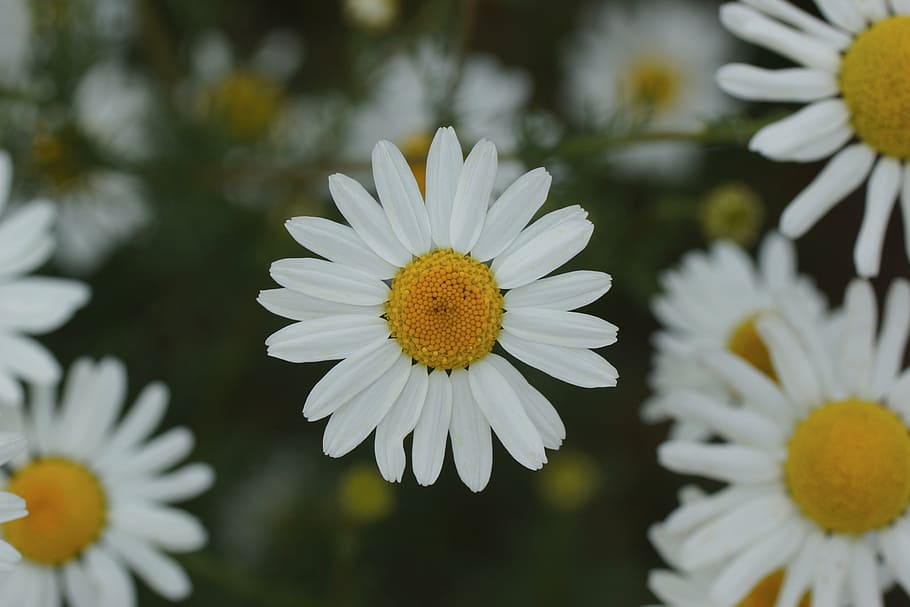 daisy, white, yellow, flower, bloom, nature, summer, plant HD wallpaper
