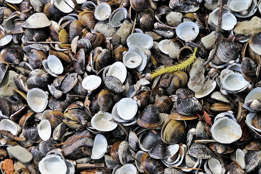 crustaceans, seashell, closeup, beach, nature, brown, a little HD wallpaper