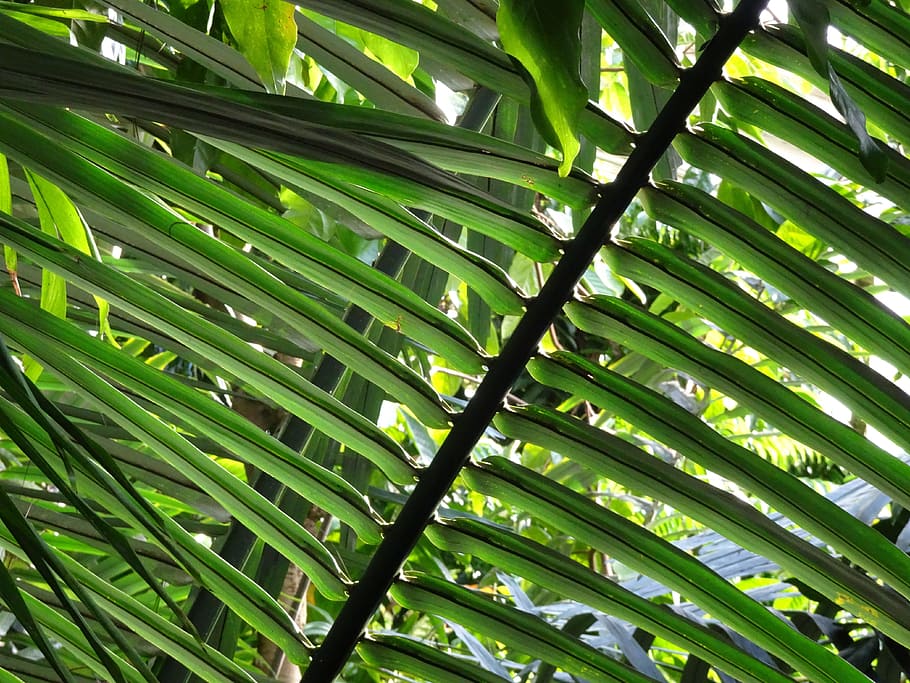 london, kew gardens, tropical, greenhouse, palm, leaves, green color, HD wallpaper
