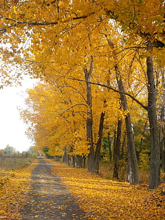 yellow leaf trees, trail, footpath, pathway, walkway, nature HD wallpaper