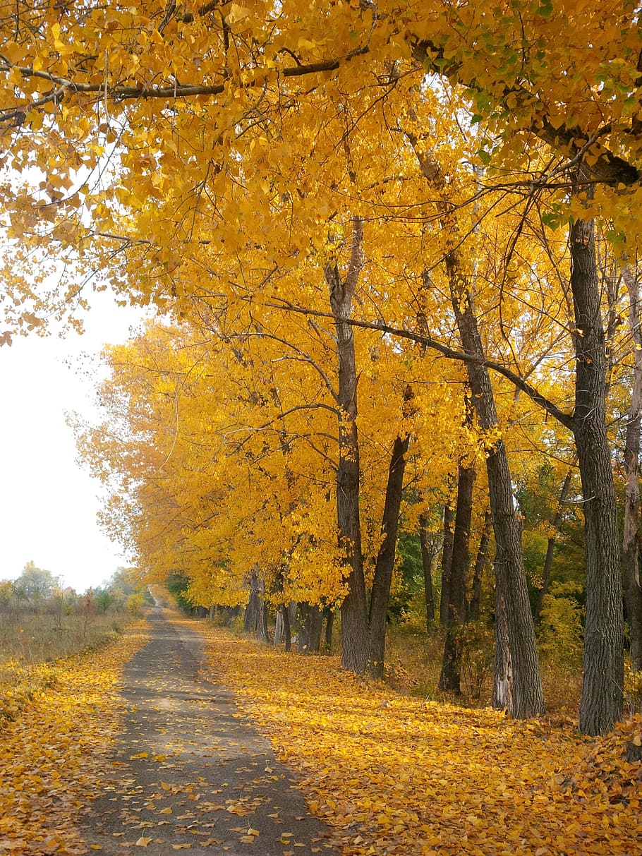yellow leaf trees, trail, footpath, pathway, walkway, nature HD wallpaper