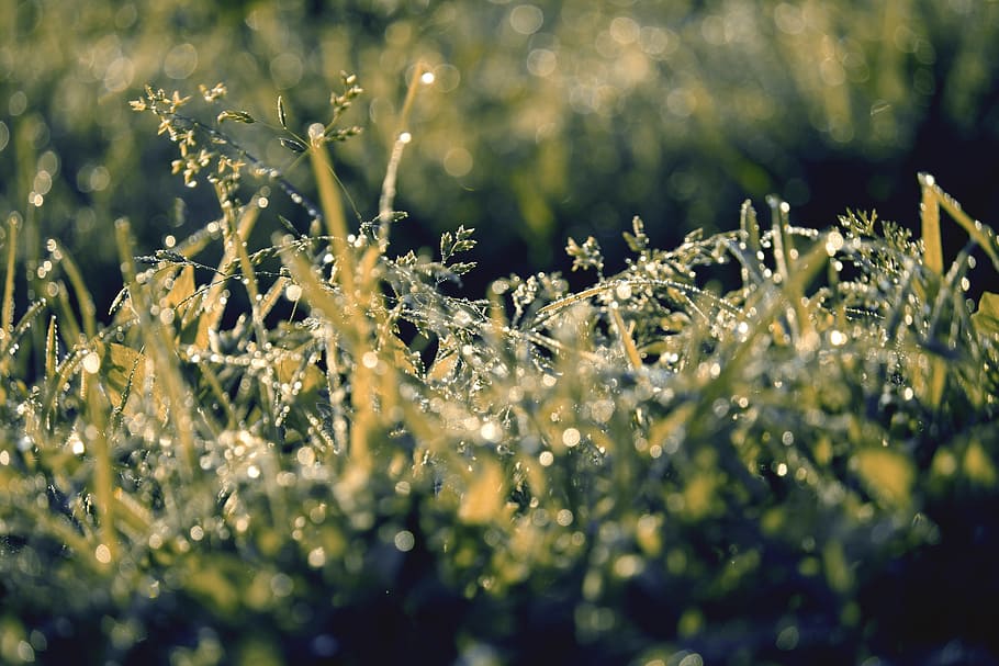 grass, green, raindrop, meadow, drop of water, grasses, plant HD wallpaper