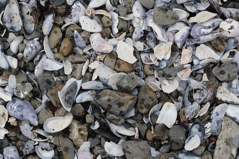 shells, rocks, beach, full frame, backgrounds, no people, large group of objects HD wallpaper