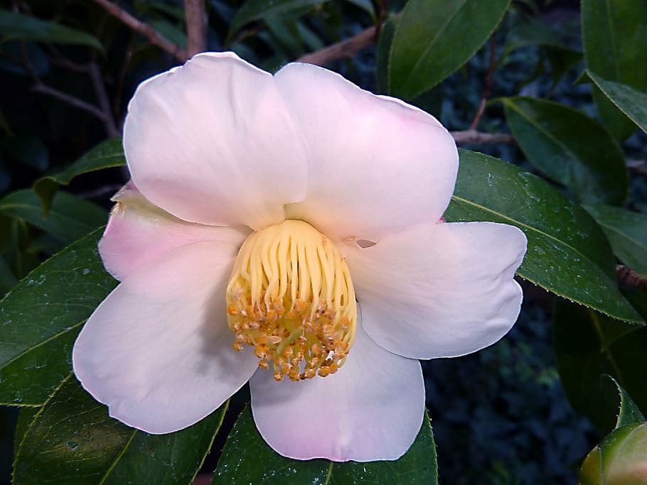 flower, pink, flora, fragrant, rosa, garden, close-up, nature HD wallpaper