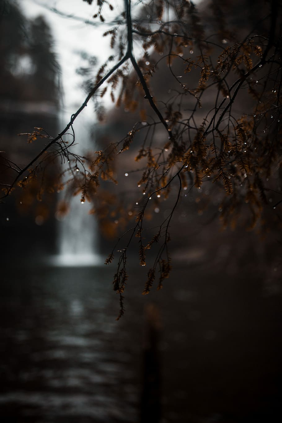 shallow focus photography of brown tree, moody, rain drop, fall HD wallpaper