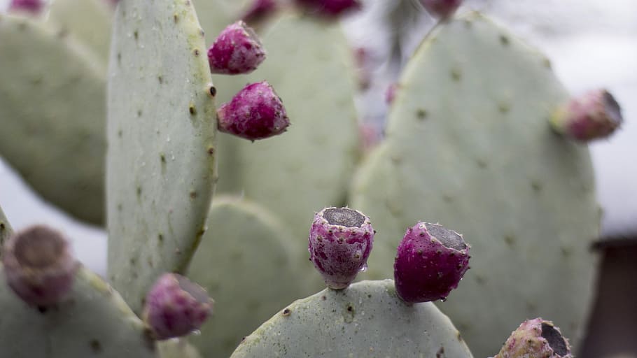 Cactus, Flower, green, growth, focus on foreground, nature HD wallpaper