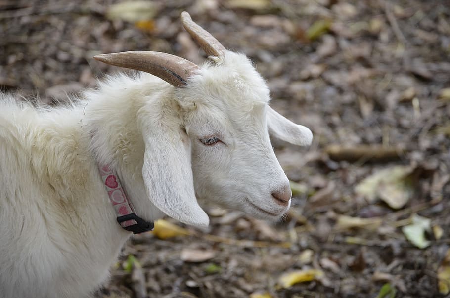 White, Bock, Hell, Billy Goat, nature, horns, domestic goat HD wallpaper