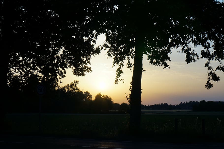 landscape, trees, nature, plant, sunset, silhouette, sky, tranquility HD wallpaper