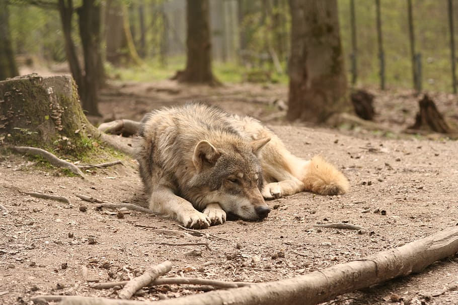 fawn wolf laying beside tree trunk, canis lupus, enclosure HD wallpaper