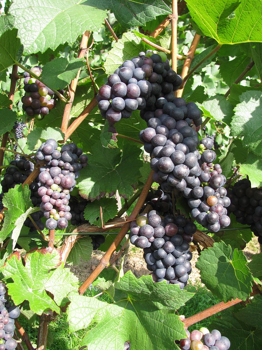grape, wine, grapes, fruit, winegrowing, vine, vines, plant, HD wallpaper