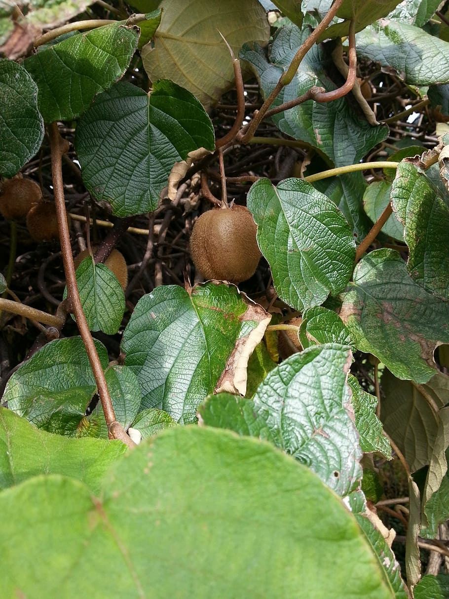 kiwi, kiwi tree, fruit, leaf, plant part, green color, growth HD wallpaper