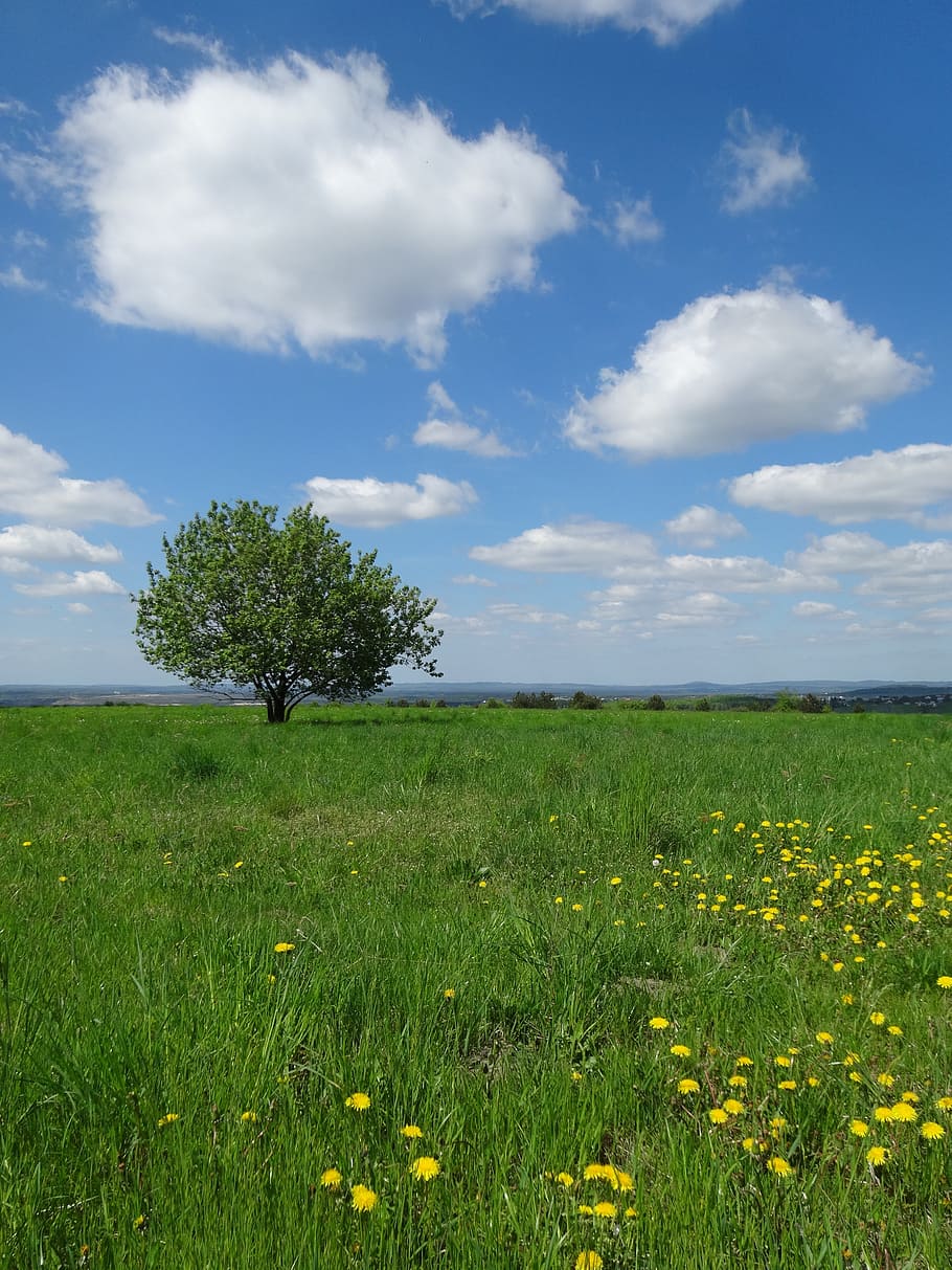 tree, meadow, landscape, green, nature, clouds, poland, grass HD wallpaper