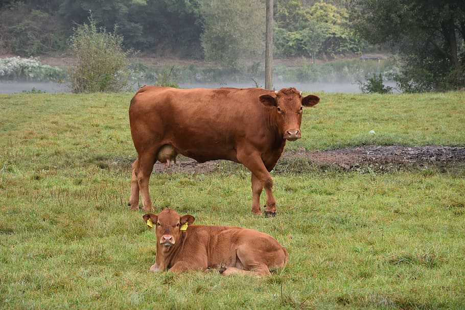 Cow, Calf, Protect, Beef, Agriculture, nature, pasture, dairy cattle HD wallpaper