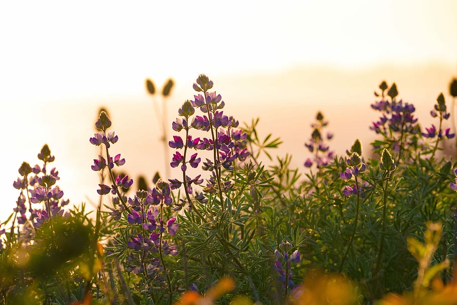 shallow focus lens photo of purple flower, shallow focus photography of purple flowers HD wallpaper