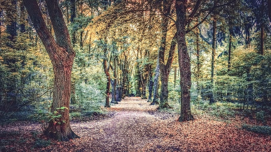 man's eye view of forest, path, outdoor, leaves, tree, plant HD wallpaper