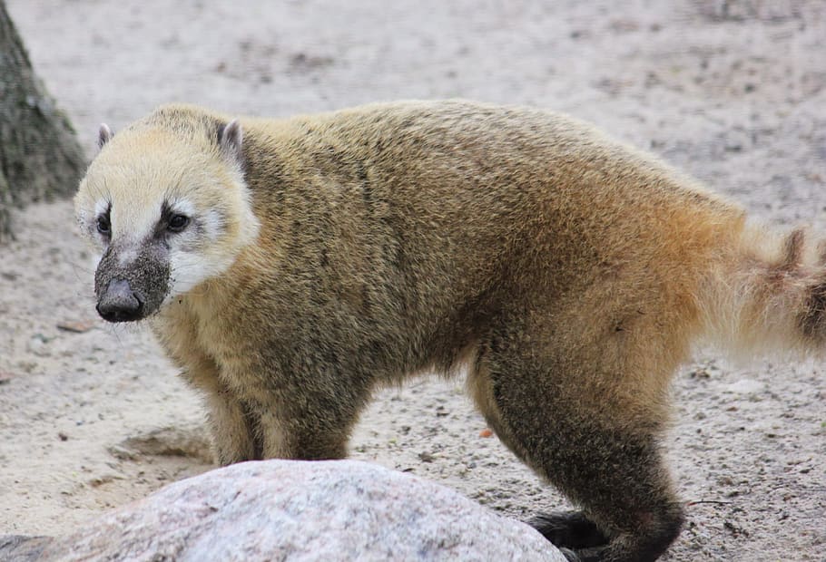 coati, zoo, predator, animal, animal themes, animal wildlife HD wallpaper