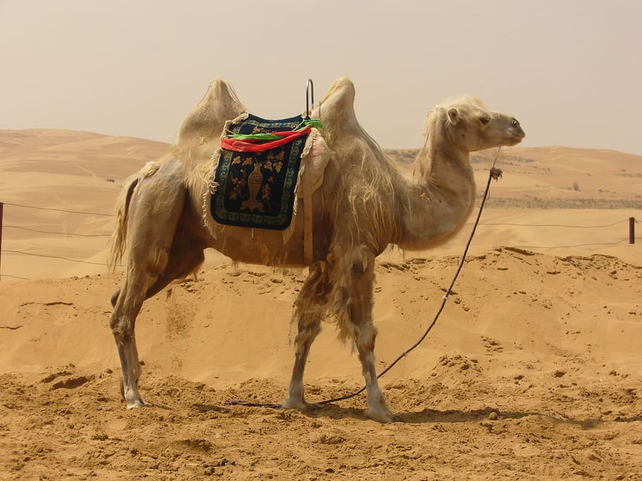 white and brown camel, desert, sand, desert ship, ride, sand dune, HD wallpaper