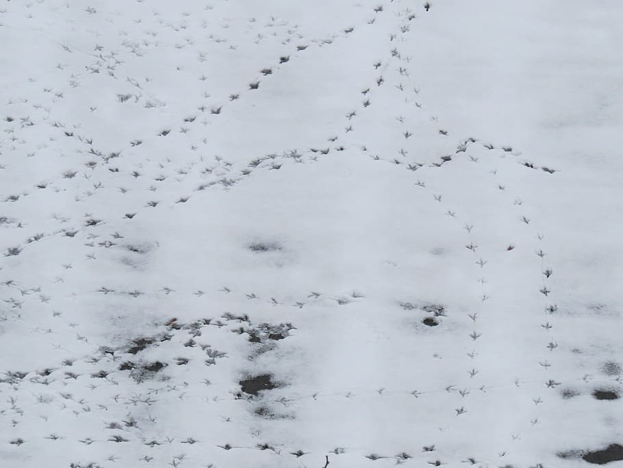 Snow, Traces, Footprints, White, Winter, cold, defrost, thawing HD wallpaper