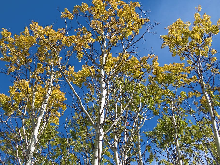birch, trees, sky, forest, fall, nature, plant, low angle view HD wallpaper