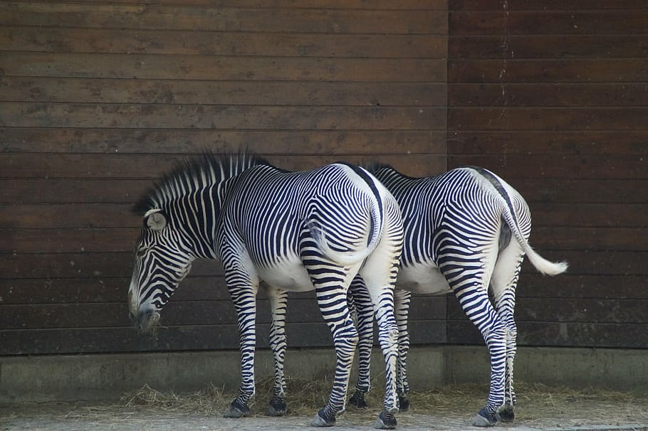 zebras, stall, hoofed animals, perissodactyla, white, black, HD wallpaper