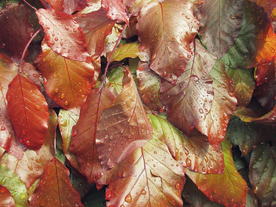 leaves, background, spring, hedge, colorful, drip, rain, leaf HD wallpaper