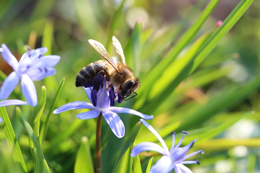 bee, meadow, nature, blossom, bloom, honey bee, flower, summer HD wallpaper