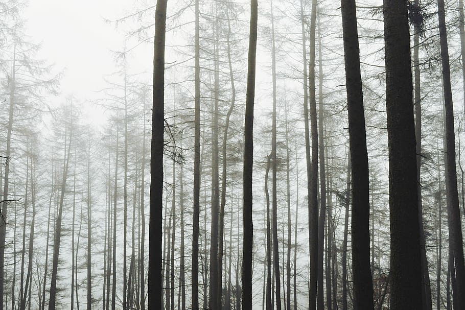 bare trees during daytime, forest covered by fog during day time HD wallpaper
