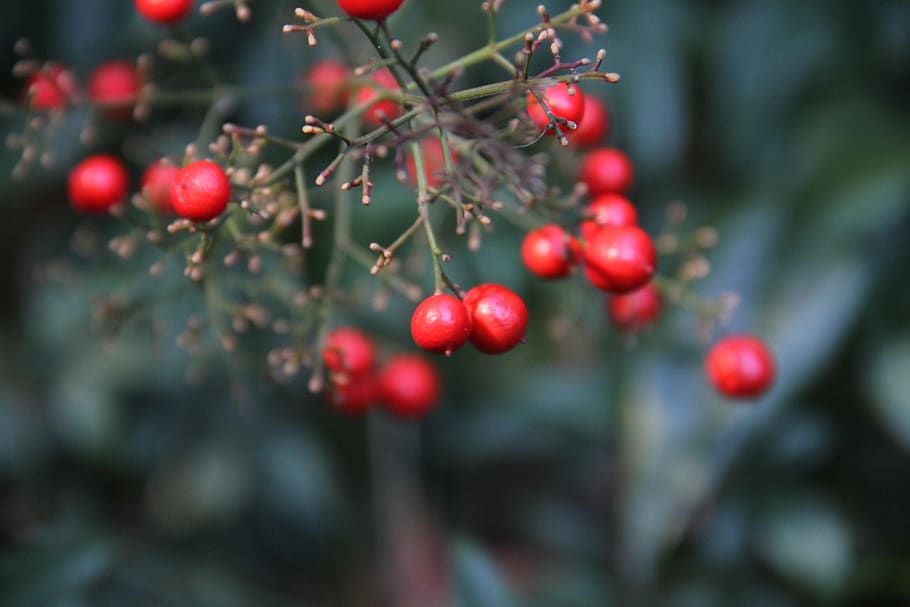 berry, tree, nature, fruit, winter, leaf, garden, food and drink HD wallpaper