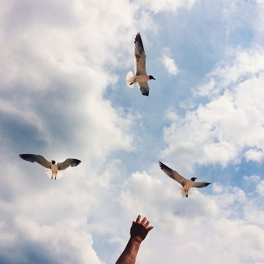 three flying birds under blue and white sky during daytime HD wallpaper