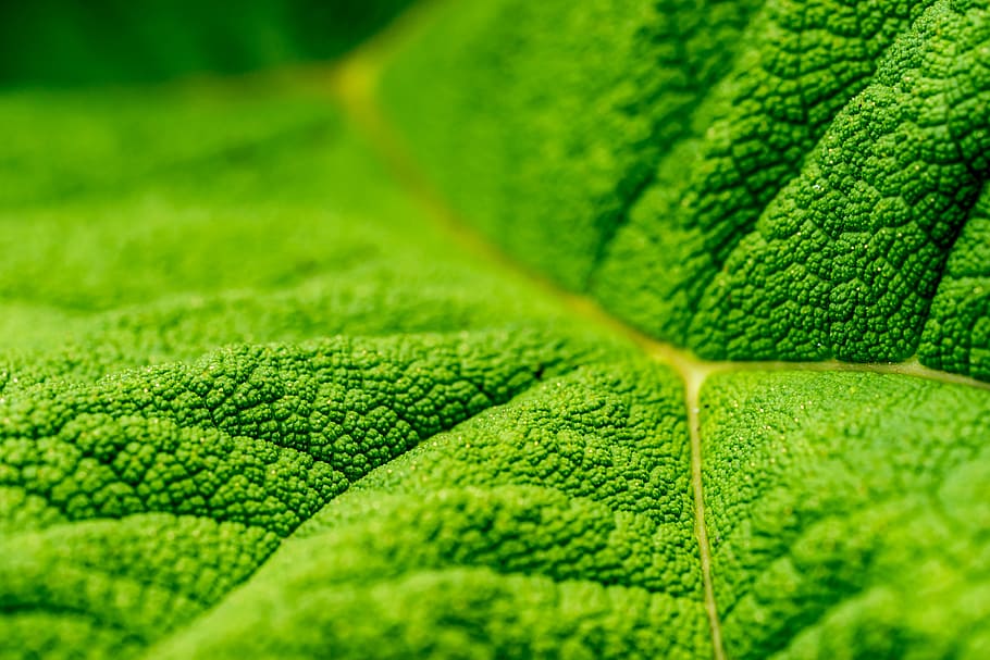 close up photo of green leaf, macro photography of green plant, HD wallpaper