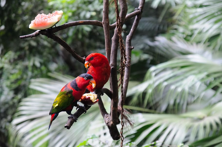 nature, tropical, tree, leaf, bird, wood, outdoors, wing, wild HD wallpaper