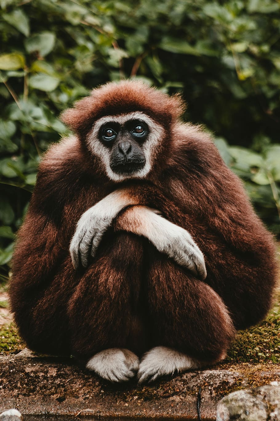 brown monkey, photo of sitting brown and white monkey during daytime, HD wallpaper