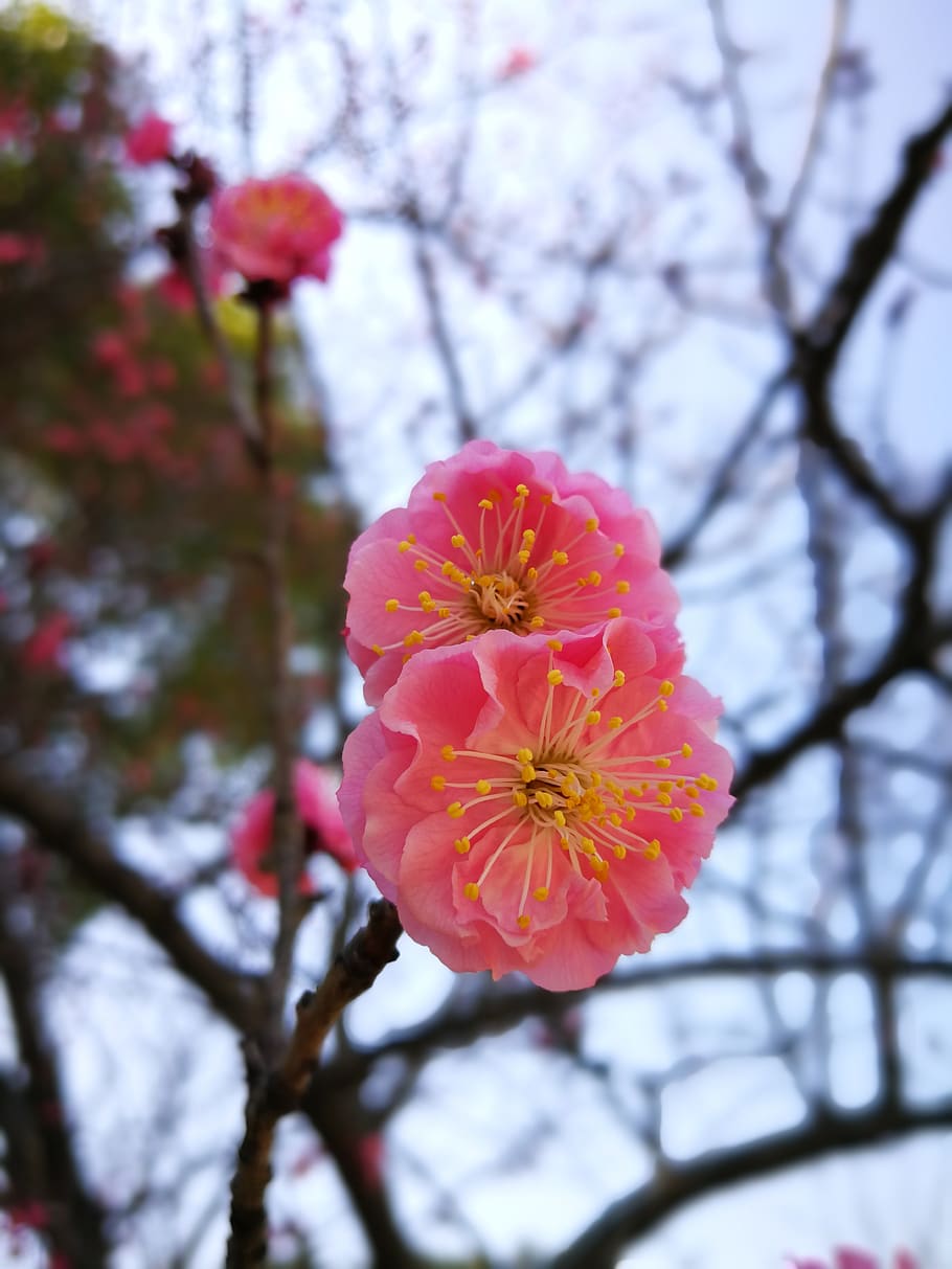 tree, nature, branch, flower, flowering plant, fragility, freshness HD wallpaper