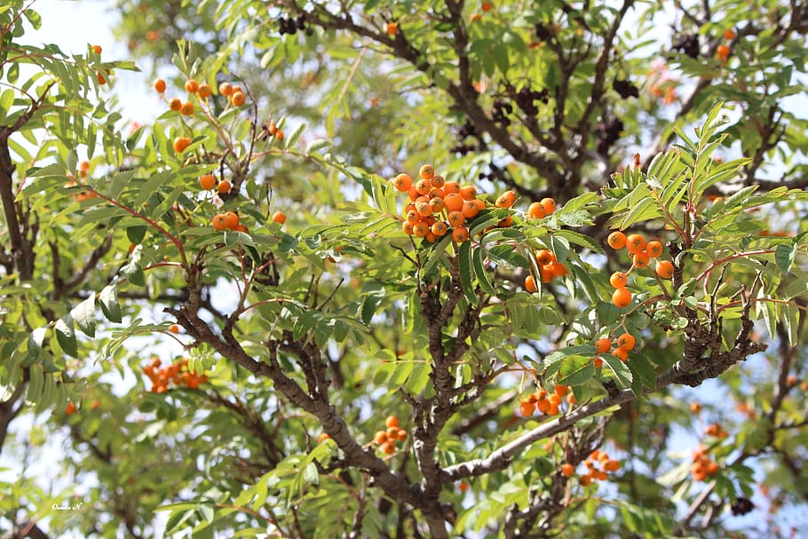 tree, rowan, red, foliage, nature, plant, growth, beauty in nature HD wallpaper