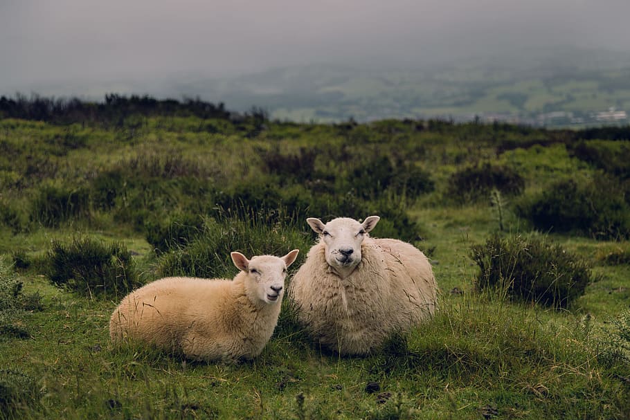 two brown sheep standing on grass field at daytime, two brown sheeps on green grass lawn during daytime HD wallpaper