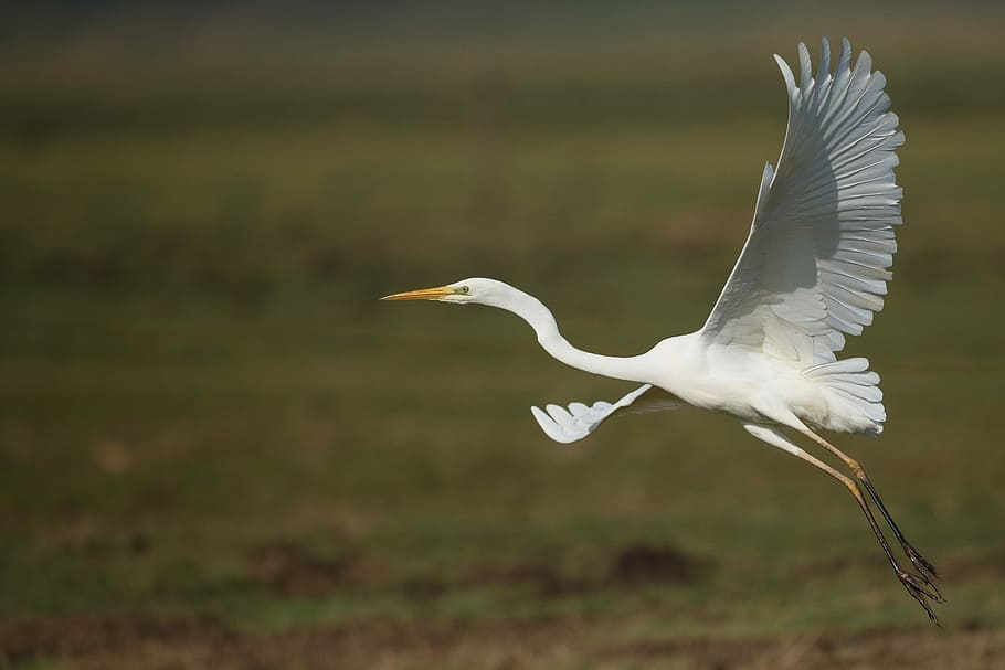 shallow photography of white bird, white swan flying, wing, heron HD wallpaper