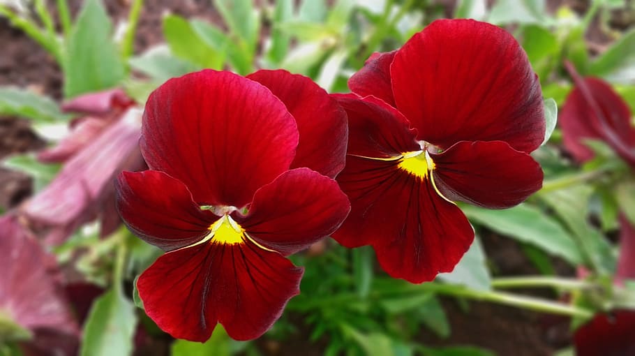 selective focus photo of red pansy flowers, Bloom, Violet, purple HD wallpaper