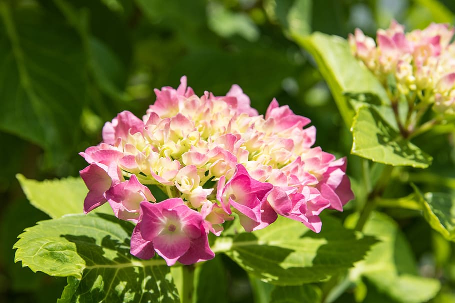 hydrangea, pink, plant, flower, summer, hydrangea flower, garden HD wallpaper