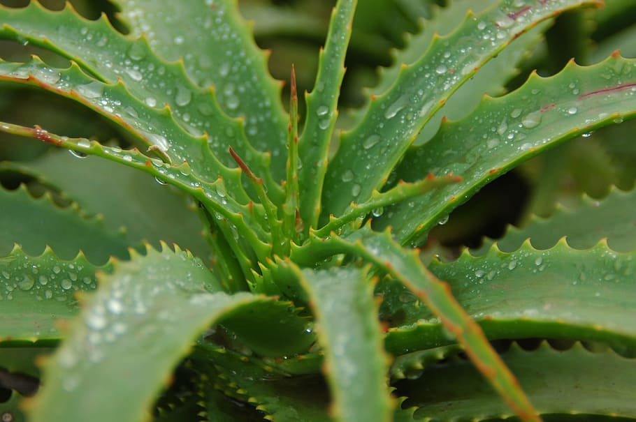 shallow photography of aloe vera plant during daytime, nature