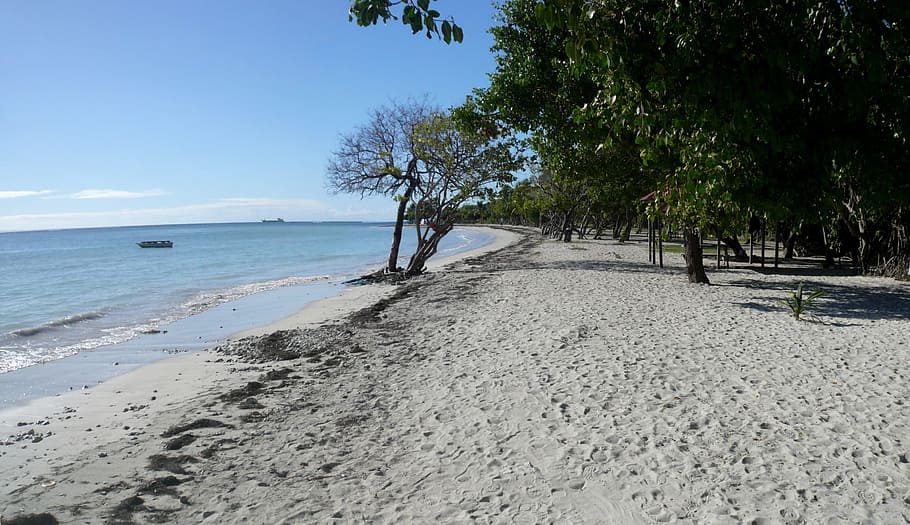 Caribbean, Guadeloupe, Beach, the salt pans, trees, sea, nature, HD wallpaper
