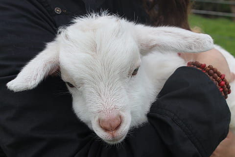 HD wallpaper: person holding white goat, lamb, nz, animal, baby, sheep,  grass | Wallpaper Flare