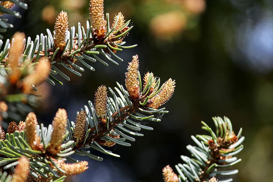 close-up photo of pine cones, tap, small, young, shoots, grow HD wallpaper