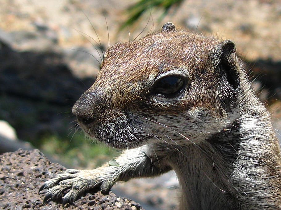 chipmunk, nager, cute, croissant, nature, furry, animal, animal world HD wallpaper