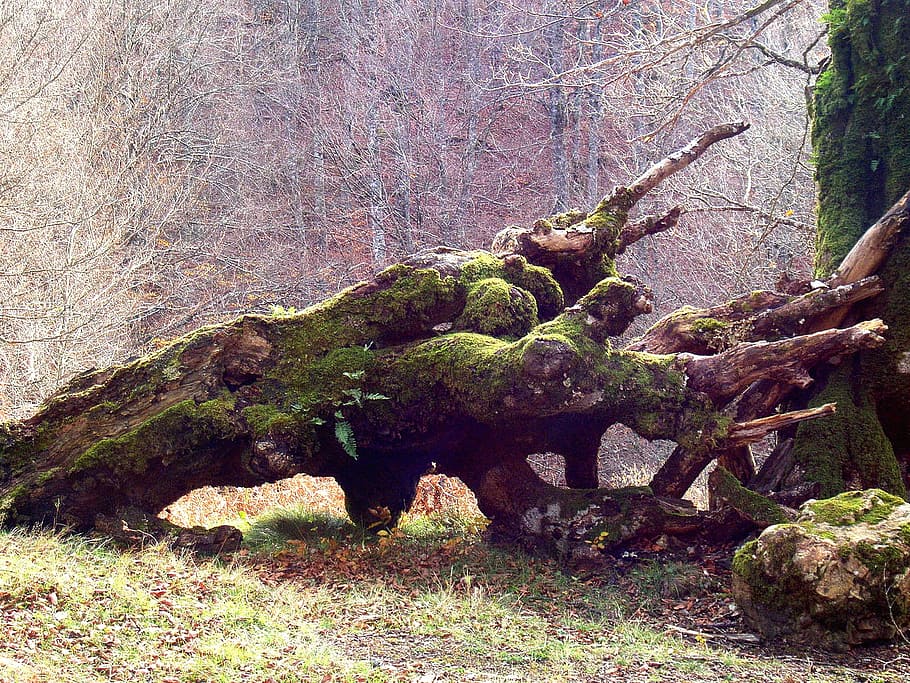 brown wood on grass at daytime, tree, dead, moss, fallen, log HD wallpaper